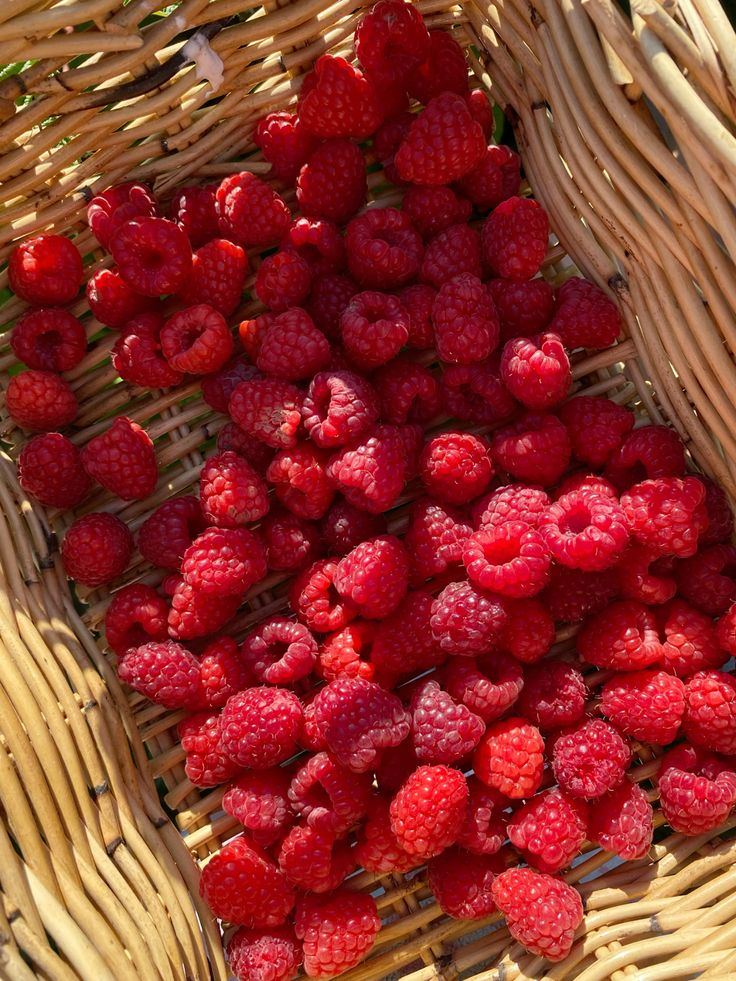 Moroccan berries