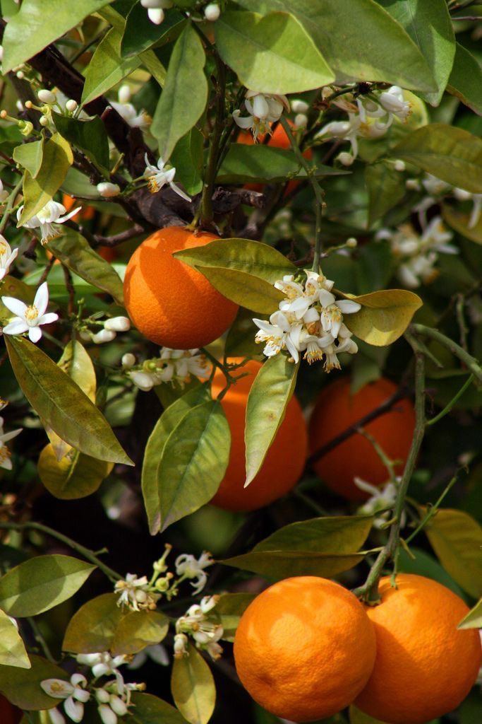 Moroccan citrus