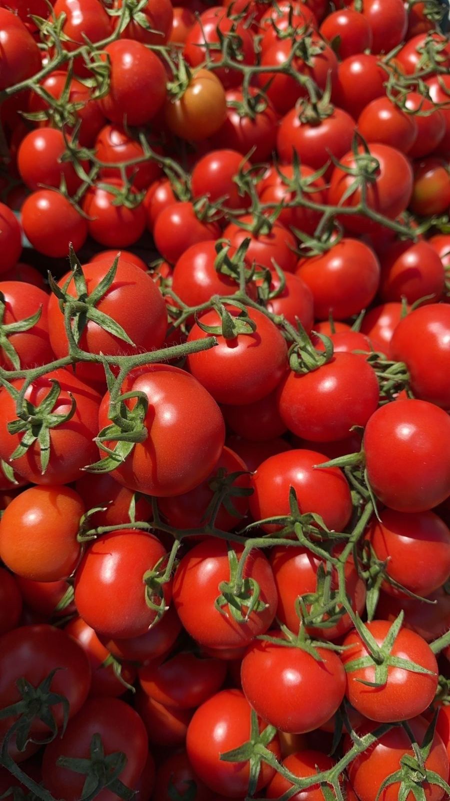 Moroccan tomatoes