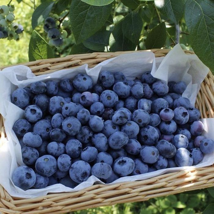 Blueberries, Fresh Marqet Morocco