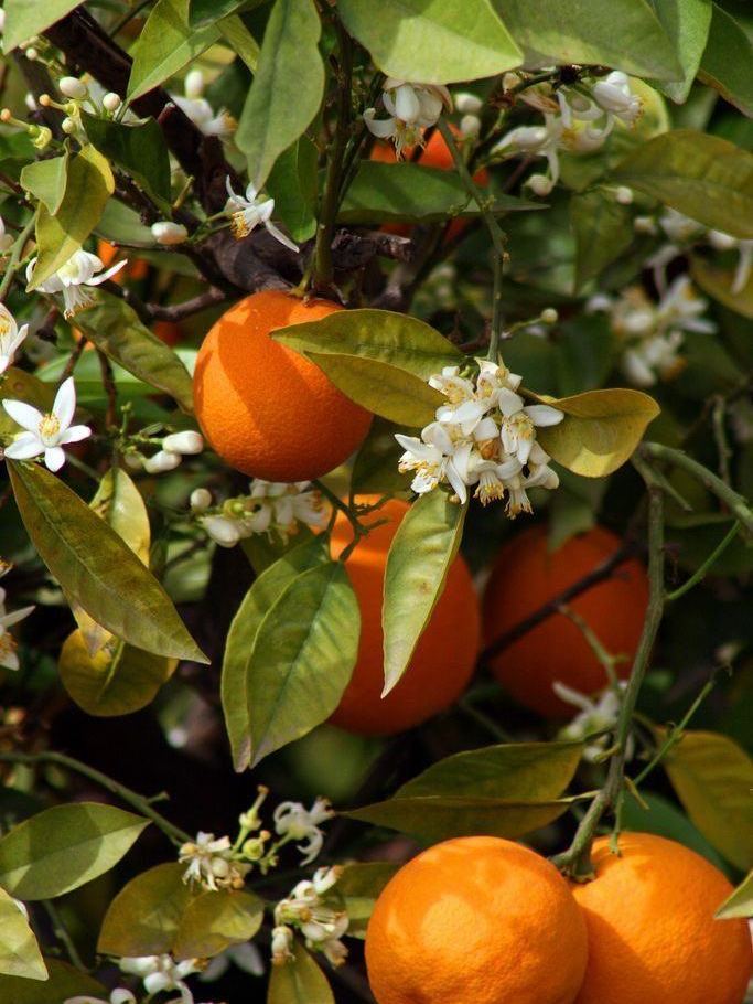Orange, Fresh Marqet Morocco