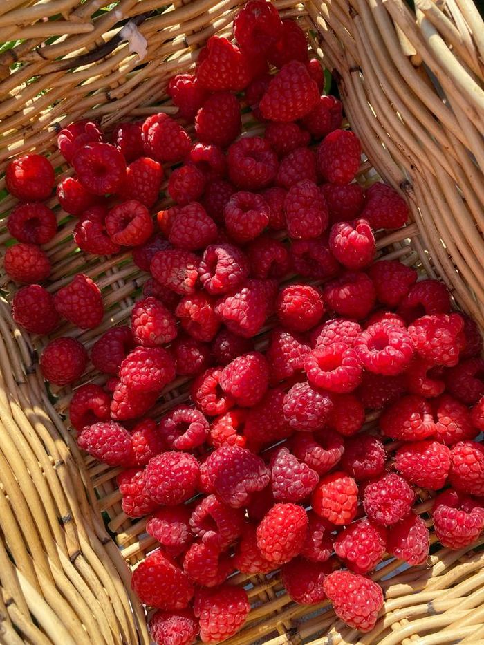 Raspberries, Fresh Marqet Morocco