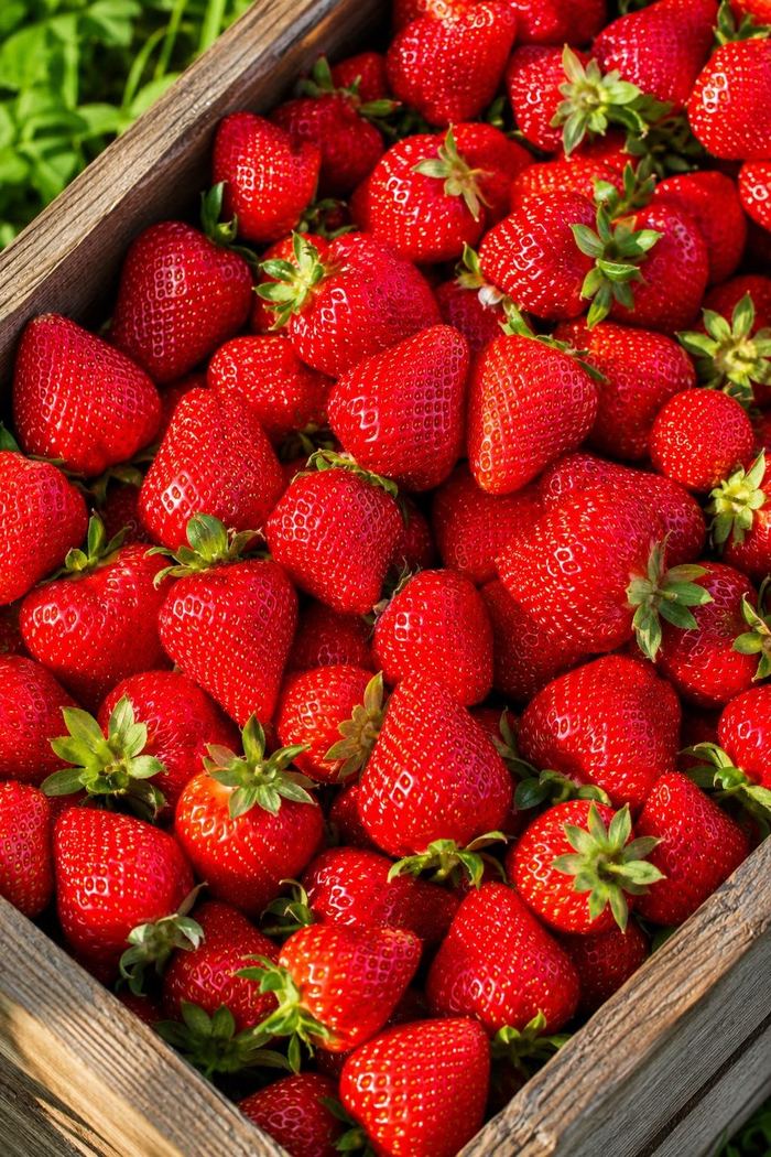 Strawberries, Fresh Marqet Morocco